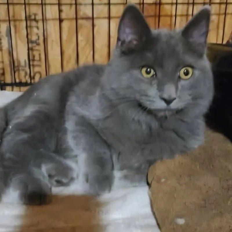 A baby medium-sized male Gray / Blue / Silver Domestic Long Hair cat named Mr. Piper for adoption in Renton , WA