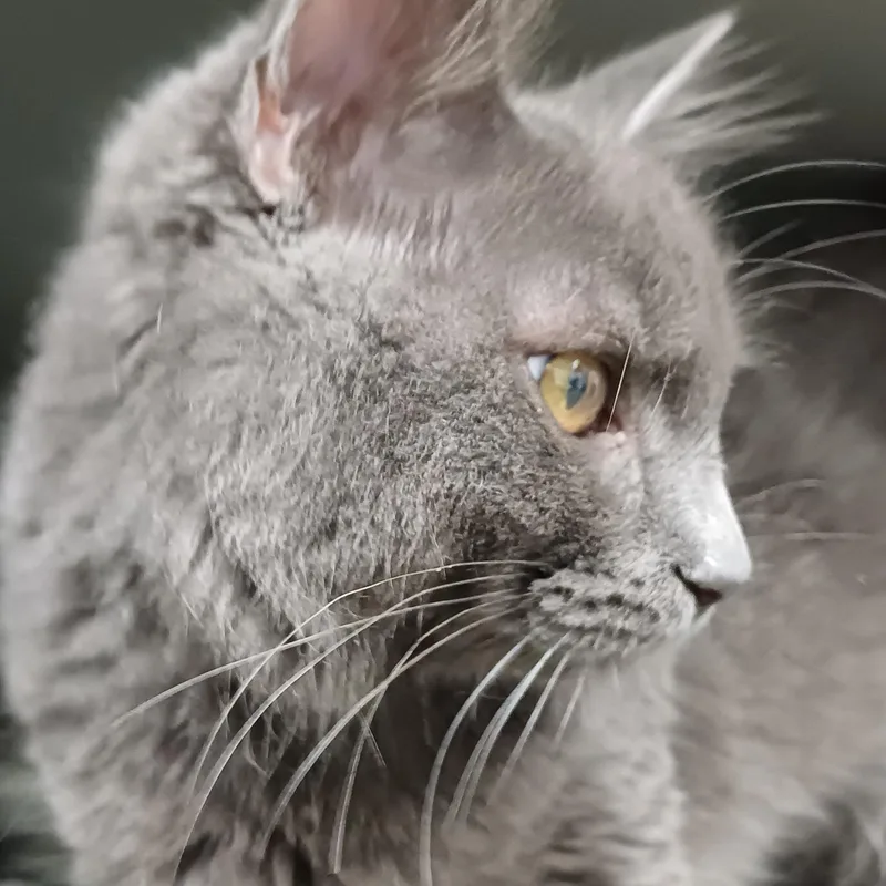 Mr. Piper thumbnail 2