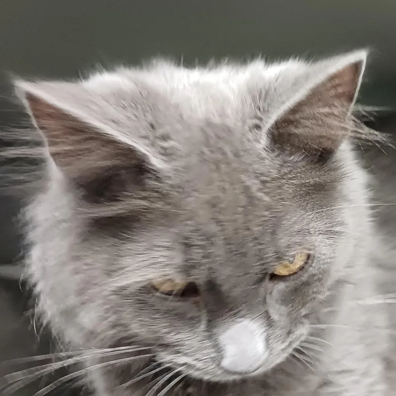 Mr. Piper thumbnail 3