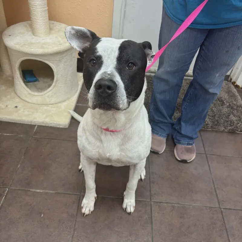 Soup Dumpling thumbnail 2