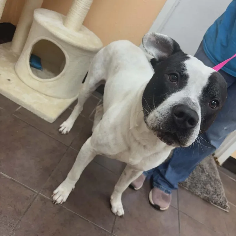 Soup Dumpling thumbnail 3