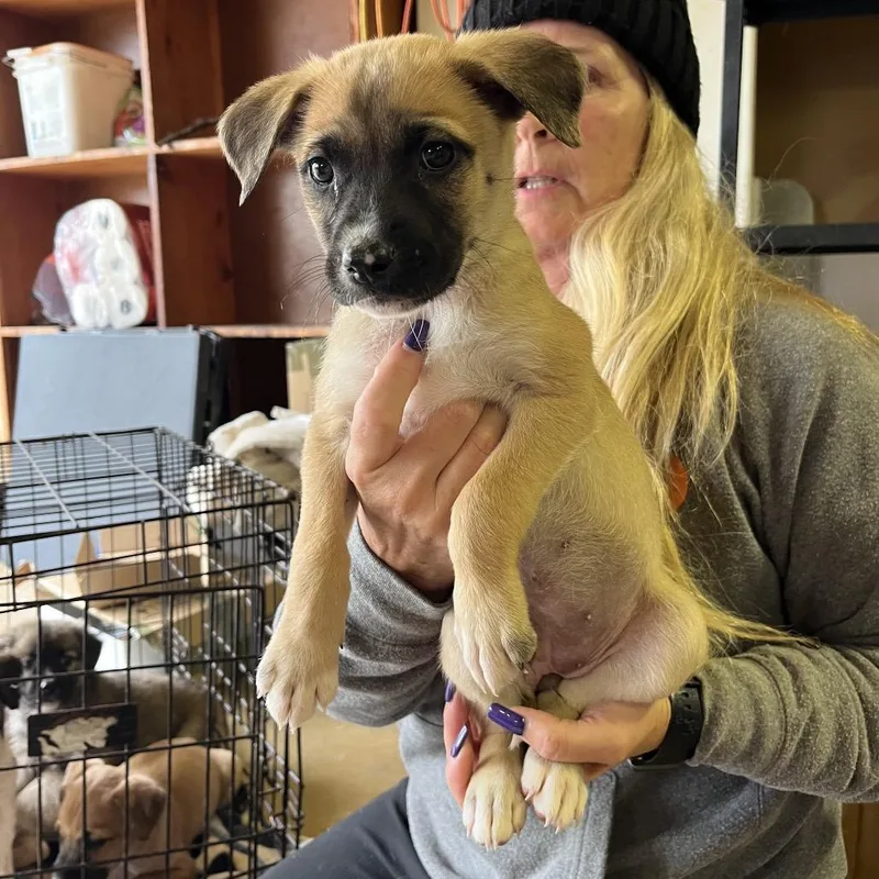 A baby small-sized female Apricot / Beige Mixed Breed dog named Lady Ascot for adoption in Rockville, MD