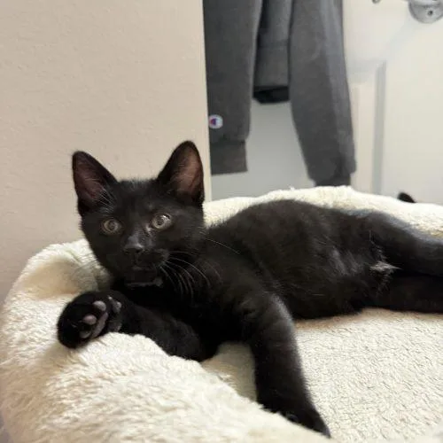 A baby small-sized female Domestic Short Hair cat named Betty Ford for adoption in Fishers, IN