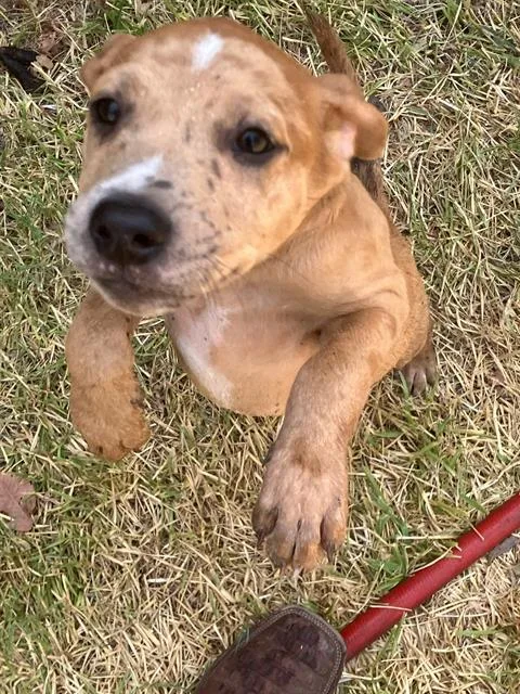 A young small-sized male Mixed Breed dog named Jim for adoption in Dallas, TX