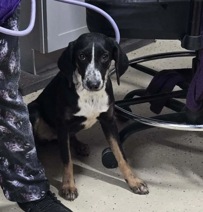 A young medium-sized female Australian Kelpie dog named Alpha for adoption in Waverly, OH