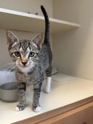A baby large-sized female Domestic Short Hair cat named Narla for adoption in Chamblee, GA