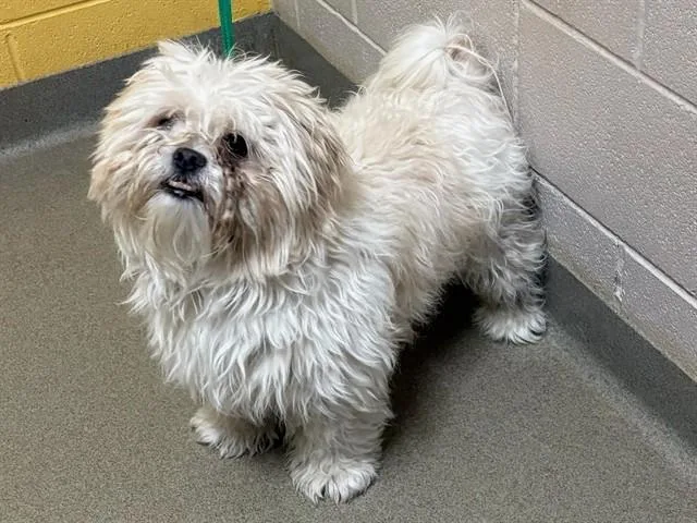 An adult small-sized male Shih Tzu dog named Tito for adoption in Colorado Springs, CO