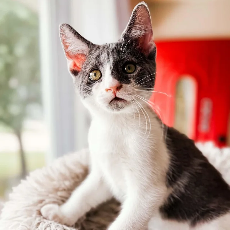 A baby medium-sized male Gray & White Domestic Short Hair cat named Archie for adoption in Kentwood, MI