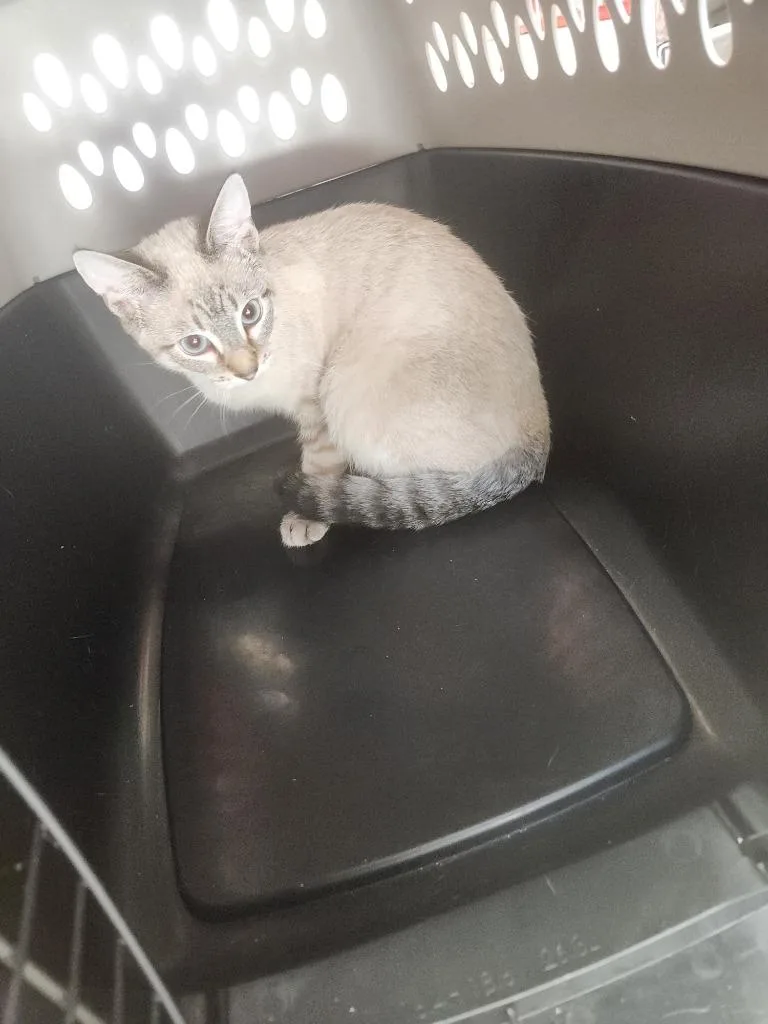 A baby medium-sized male Domestic Short Hair cat named Little Bitt for adoption in Mocksville, NC