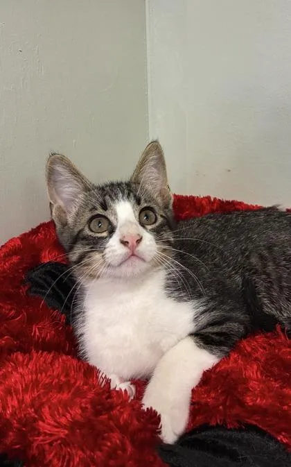 A baby medium-sized male Domestic Medium Hair cat named Gizmo for adoption in Picayune, MS
