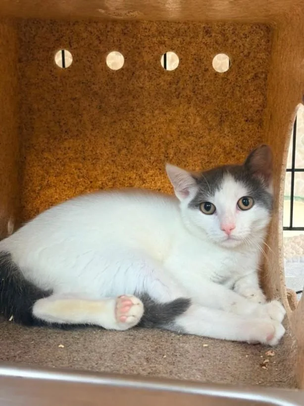 A young small-sized female Domestic Short Hair cat named Eden for adoption in Hagerstown, MD