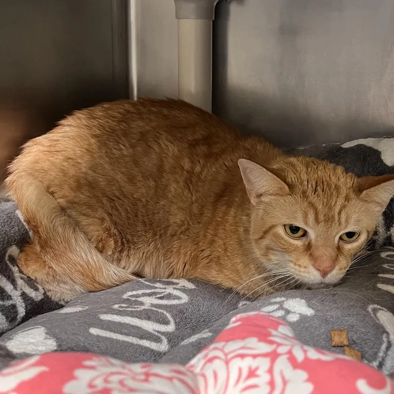 An adult medium-sized female Orange / Red Domestic Short Hair cat named Recess for adoption in Mentor, OH