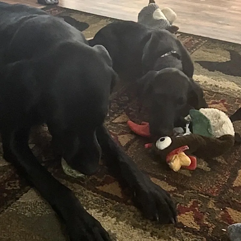 A baby medium-sized female Black Labrador Retriever dog named Elia D for adoption in Minnetonka, MN