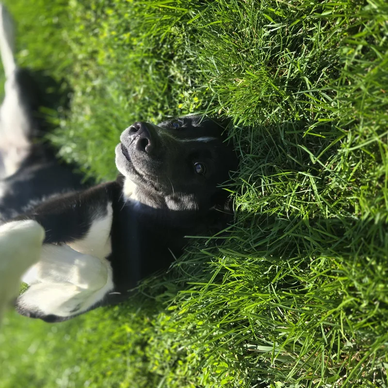 An adult large-sized female Black Husky dog named Sargento for adoption in Joliet, IL