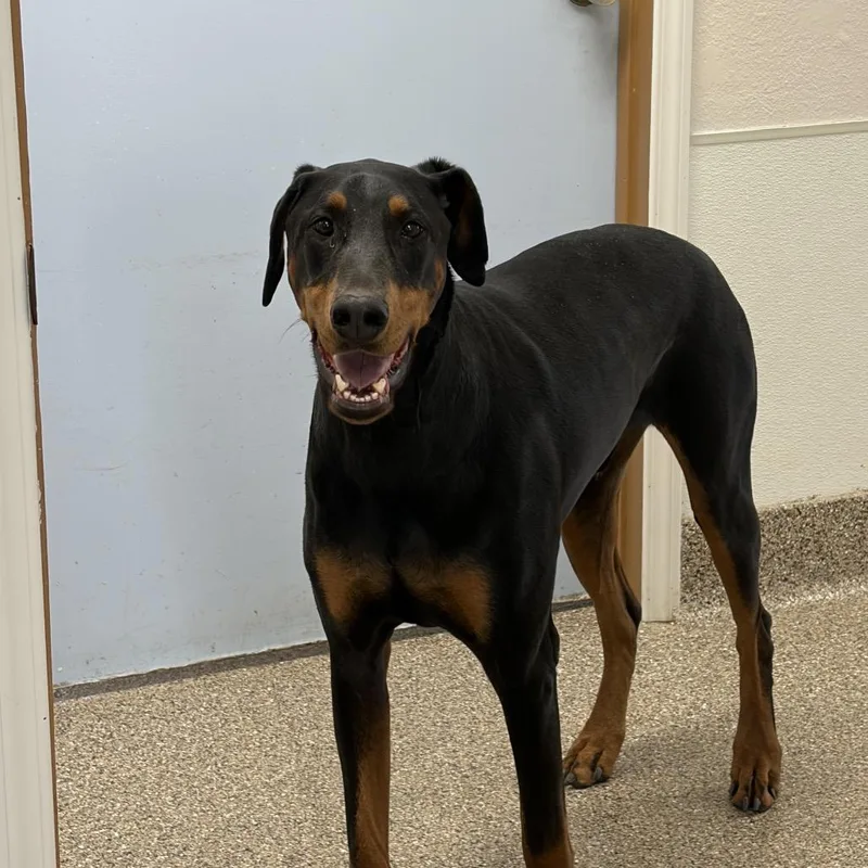 An adult large-sized male Bicolor Doberman Pinscher dog named Blue for adoption in Fallon, NV
