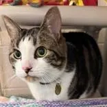 An adult extra large-sized male Tabby (Brown / Chocolate) Domestic Short Hair cat named Lulu for adoption in Lansing, MI