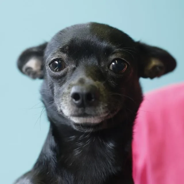 An adult small-sized female Chihuahua dog named Suzie Q for adoption in San Antonio, TX