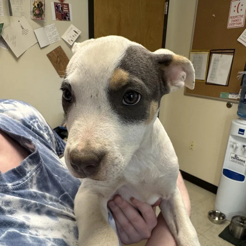 A baby small-sized female Pit Bull Terrier dog named Cherry for adoption in Mount Gilead, NC