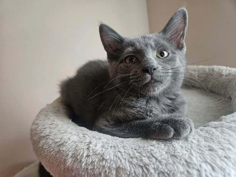 A baby small-sized female Domestic Short Hair cat named Astra for adoption in Chicago, IL
