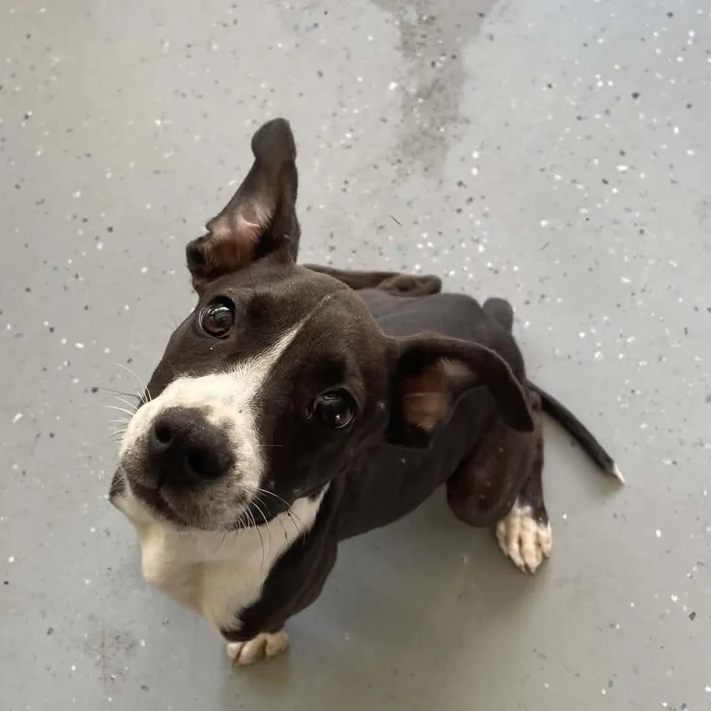 A young medium-sized male Pit Bull Terrier dog named Kermit for adoption in Bishopville, SC