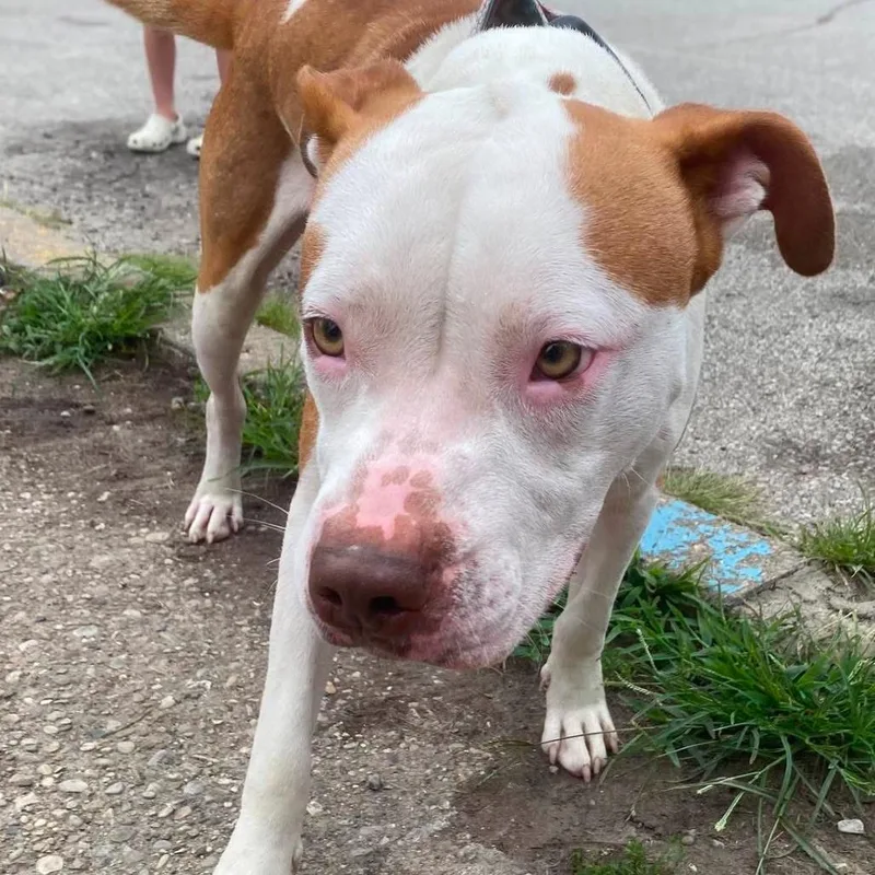 A young medium-sized male Red / Chestnut / Orange Mixed Breed dog named Sir Duke Stray Hold for adoption in Huntington, WV