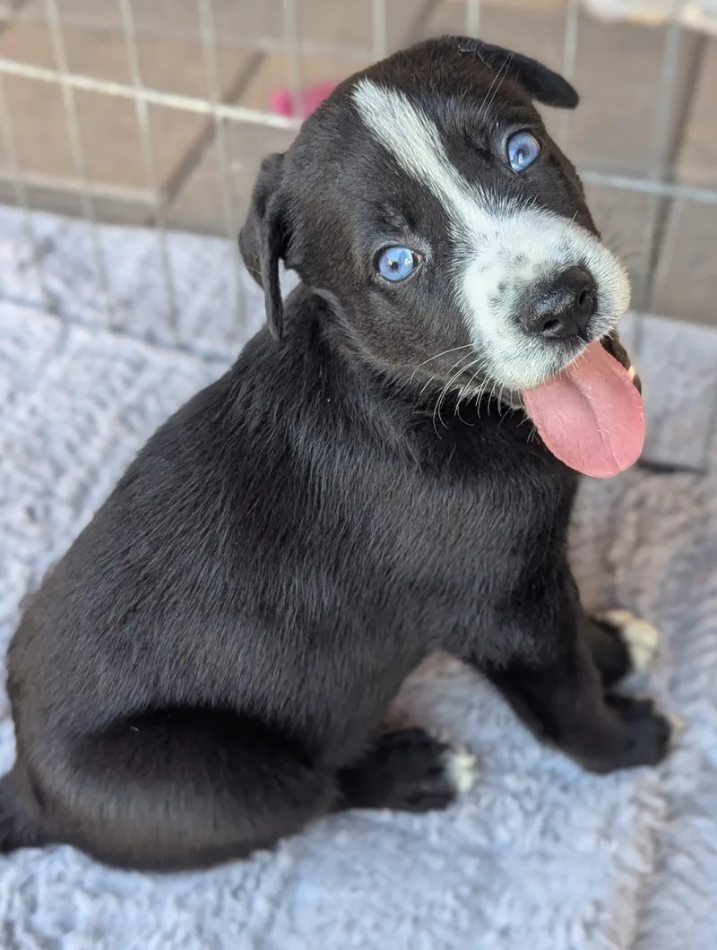 A baby medium-sized male Black German Shepherd Dog dog named Memphis for adoption in Encino, CA