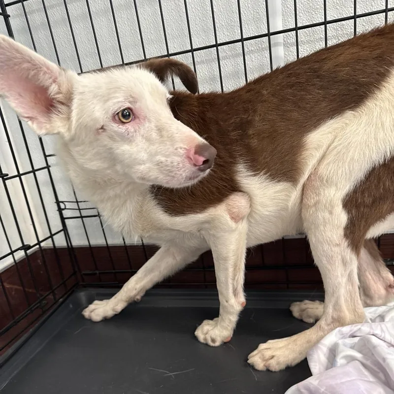 An adult medium-sized male Collie dog named Fizzle Fig for adoption in LOXAHATCHEE, FL