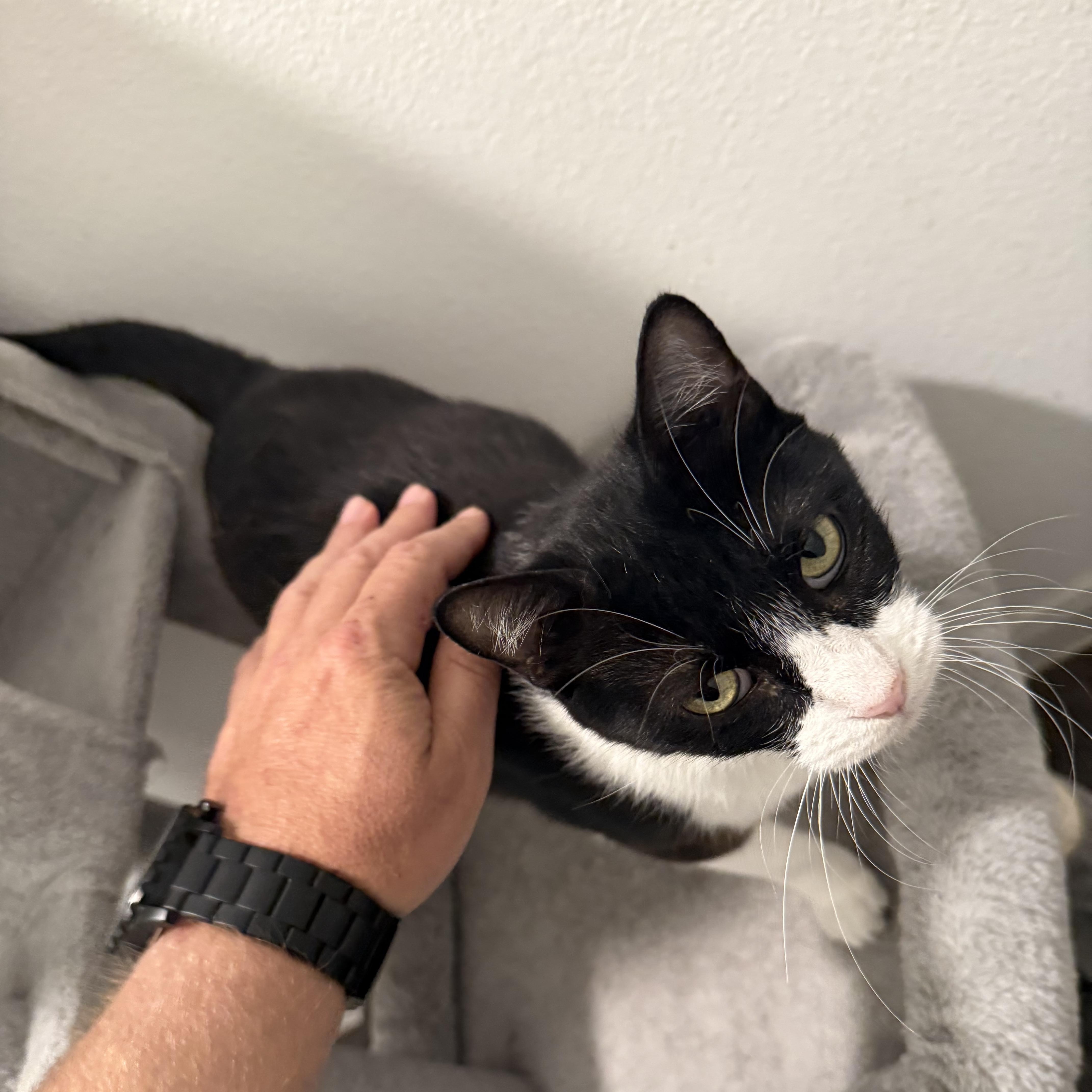 An adult medium-sized female Black & White / Tuxedo Domestic Short Hair cat named Stormy for adoption in Liverpool, TX