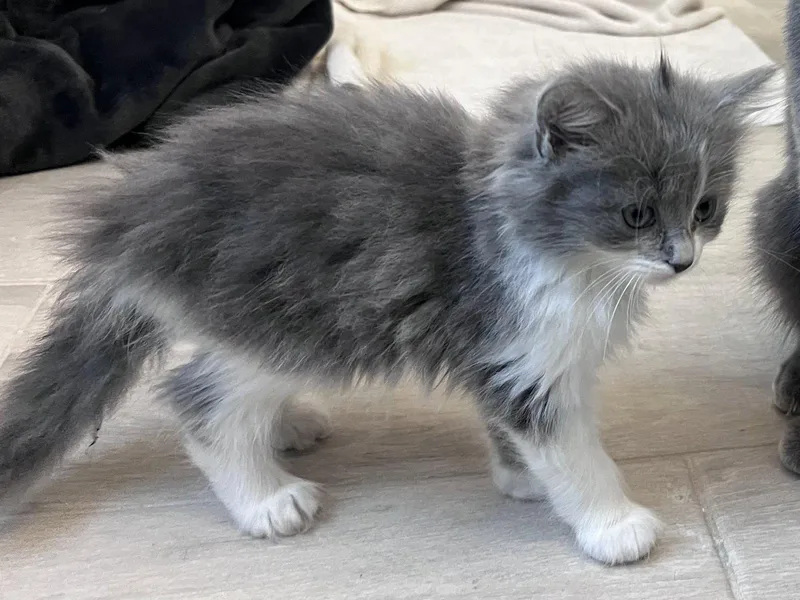A baby small-sized female American Shorthair cat named Fuji for adoption in Pittsboro, NC
