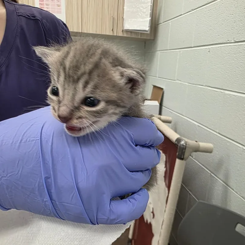 A baby small-sized male Gray / Blue / Silver Domestic Short Hair cat named Liberty for adoption in Chattanooga, TN