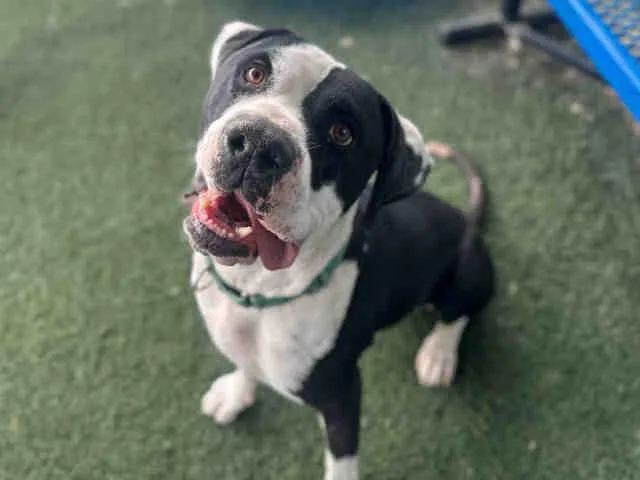 An adult medium-sized male Pit Bull Terrier dog named Dary for adoption in Bonita, CA