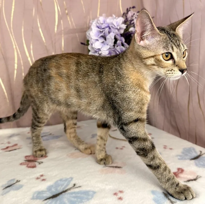 A baby small-sized female Tabby (Brown / Chocolate) Domestic Short Hair cat named Ms. Marge for adoption in Long Beach, MS