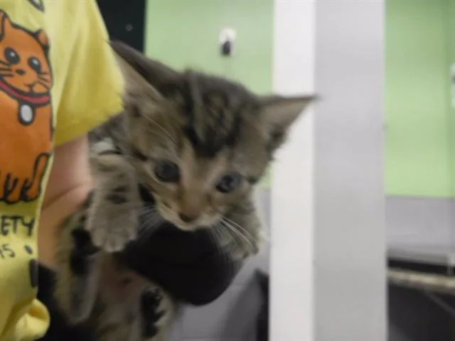 A baby small-sized female Domestic Short Hair cat named Mexican Pizza for adoption in Omaha, NE