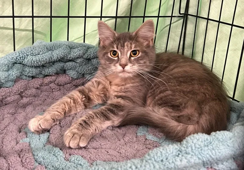 A baby medium-sized female Domestic Medium Hair cat named Sage for adoption in Portland, IN