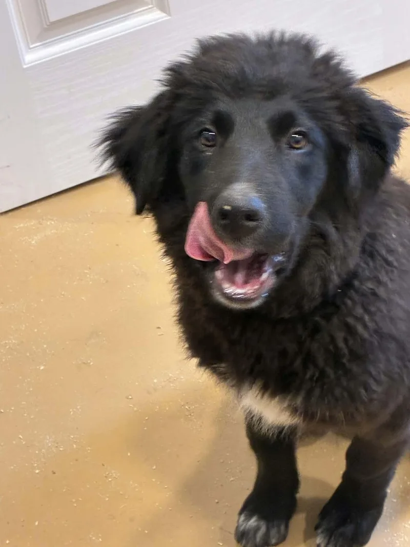 A baby medium-sized male Bernese Mountain Dog dog named Bear for adoption in Havertown, PA