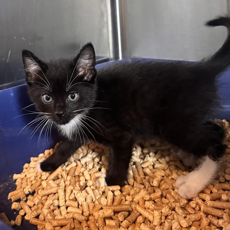 A baby small-sized male Black Domestic Short Hair cat named Pauly D for adoption in Rocky Mount, VA