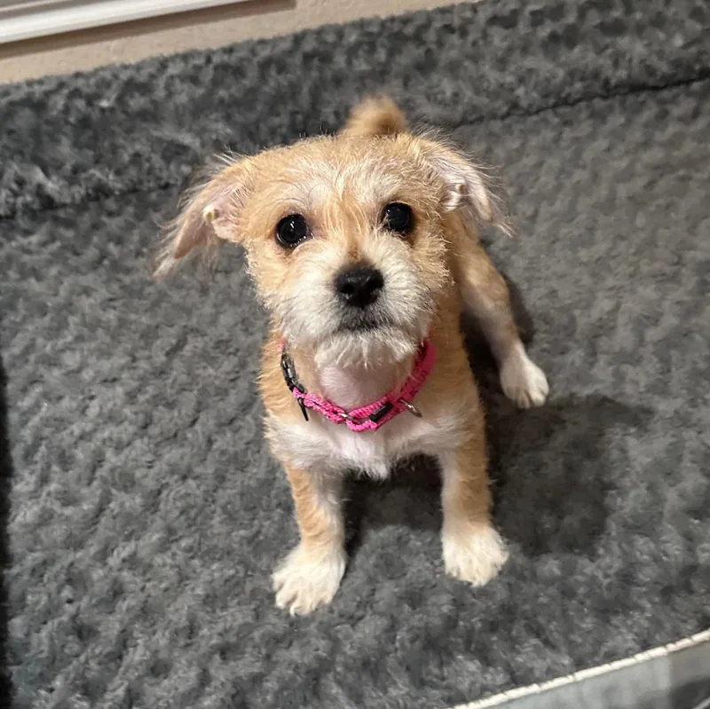 A young small-sized female Yellow / Tan / Blond / Fawn Shih Tzu dog named Annie for adoption in Corpus Christi, TX