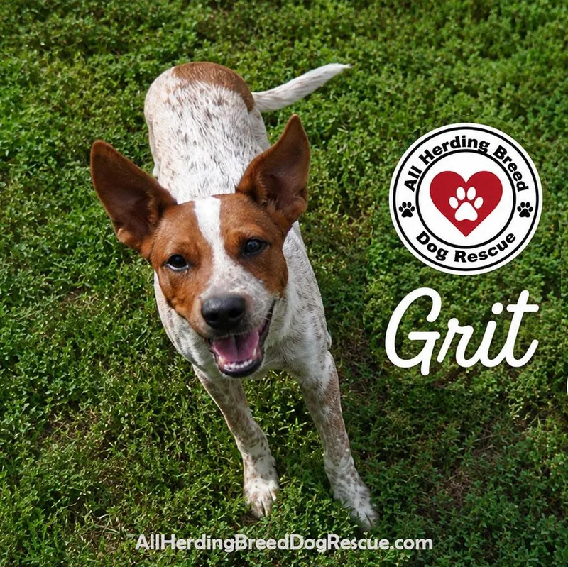 A baby medium-sized male Cattle Dog dog named Grit for adoption in Joliet, IL