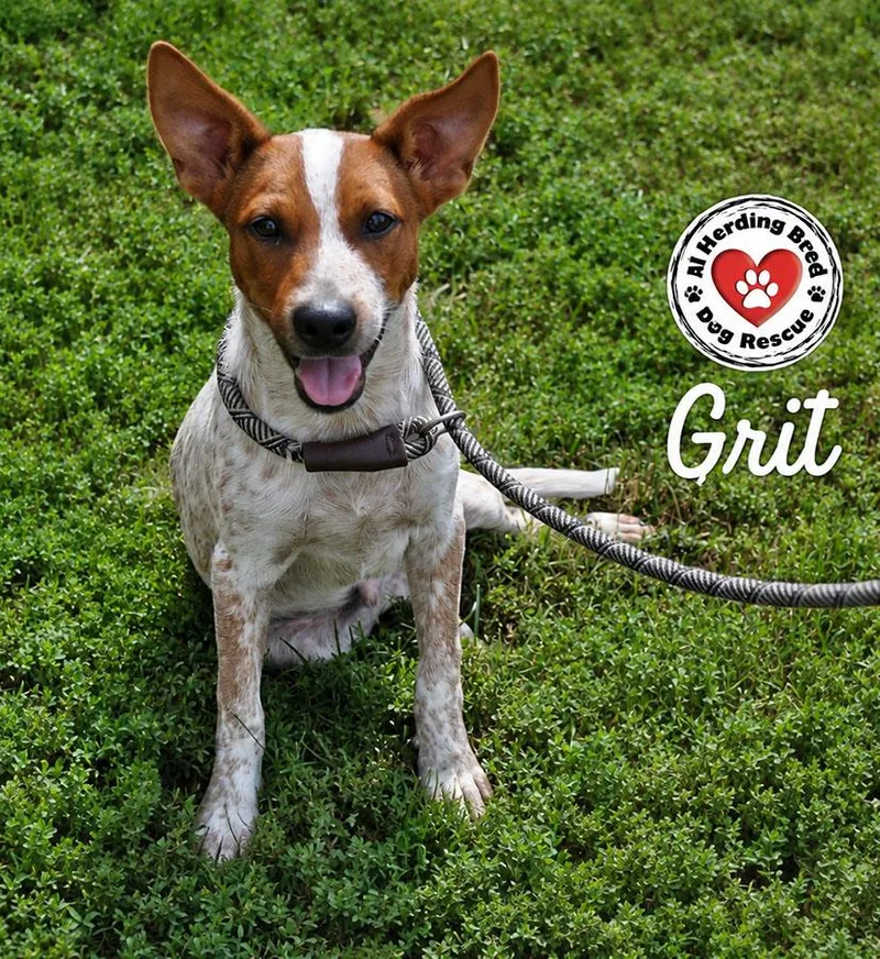 Grit thumbnail 4