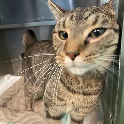 A young medium-sized male Brown / Chocolate Domestic Short Hair cat named Papas Fritas for adoption in Dayton, OH