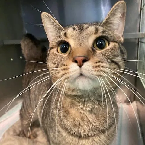 Papas Fritas thumbnail 2