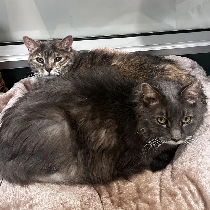 A senior large-sized female American Shorthair cat named Penny for adoption in Reno, NV