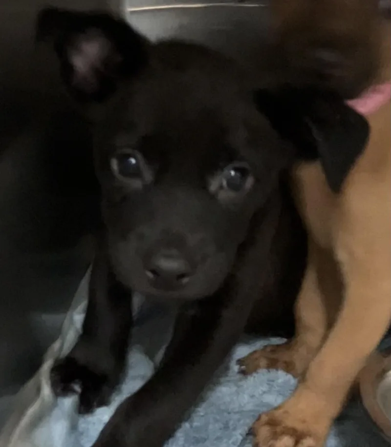 A baby medium-sized female Black Mixed Breed dog named Annie for adoption in Parma, OH