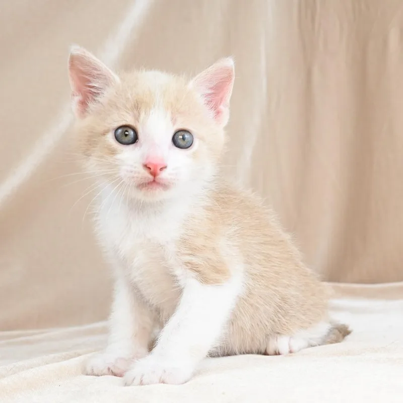 A baby small-sized male Buff / Tan / Fawn Domestic Short Hair cat named Scooter for adoption in Mobile, AL