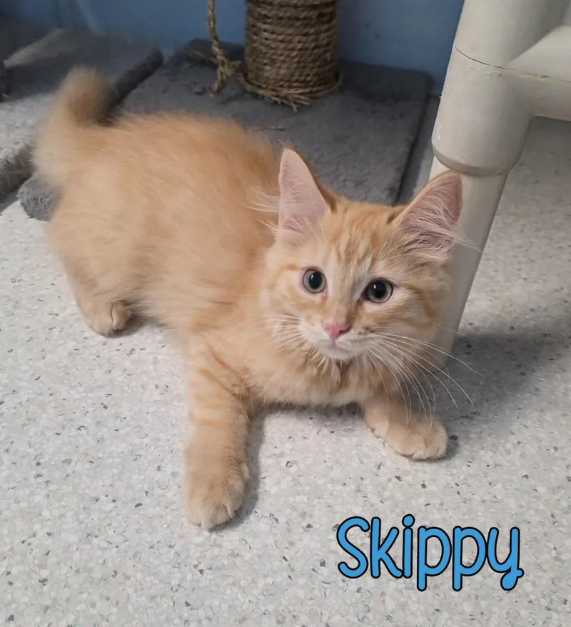 A baby small-sized male Domestic Medium Hair cat named Skippy for adoption in Port Clinton, OH