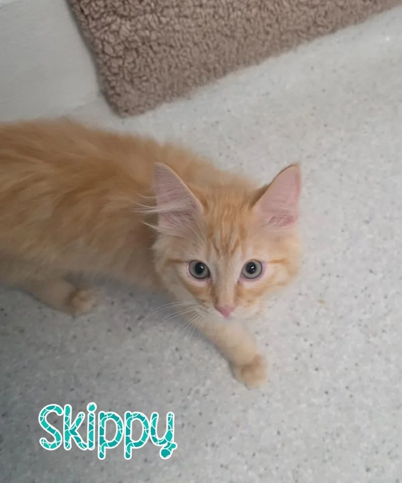 Skippy thumbnail 2