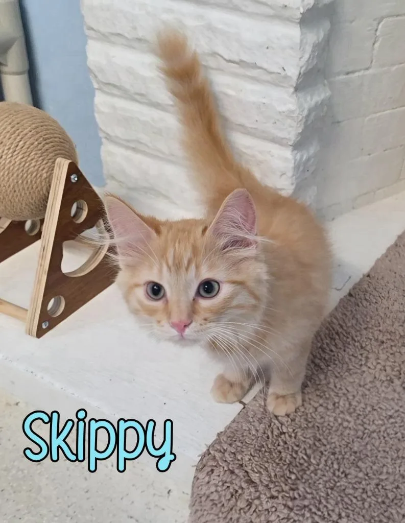 Skippy thumbnail 3