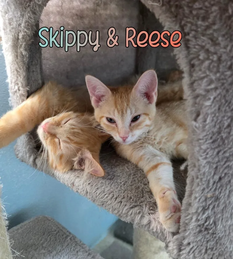 Skippy thumbnail 4