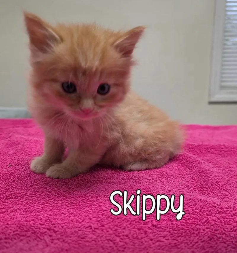 Skippy thumbnail 5