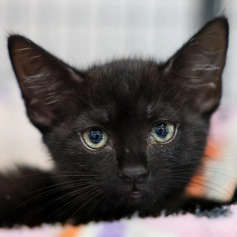 A baby small-sized female Black Domestic Medium Hair cat named Firefly for adoption in Bradenton, FL